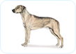 Rhodesian Ridgeback