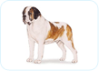 Saint Bernard