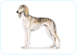 Saluki