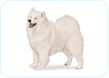 Samoyed