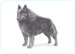 Schipperke