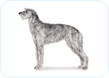 Scottish Deerhound