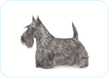 Scottish Terrier