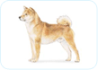Shiba Inu