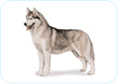 Siberian Husky