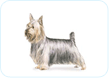 Silky Terrier