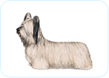 Skye Terrier