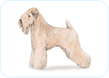 Soft Coated Wheaten Terrier