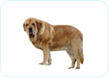Spanish Mastiff