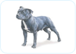 Staffordshire Bull Terrier