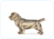 Sussex Spaniel