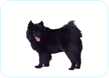 Swedish Lapphund