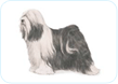Tibetan Terrier