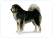 Tibetan Mastiff