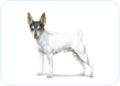 Toy Fox Terrier