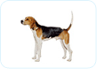 Treeing Walker Coonhound