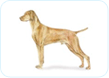 Vizsla