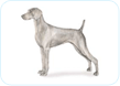Weimaraner