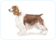 Welsh Springer Spaniel