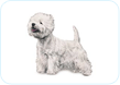 West Highland White Terrier