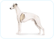 Whippet