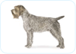 Wirehaired Pointing Griffon