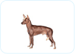 Xoloitzcuintli