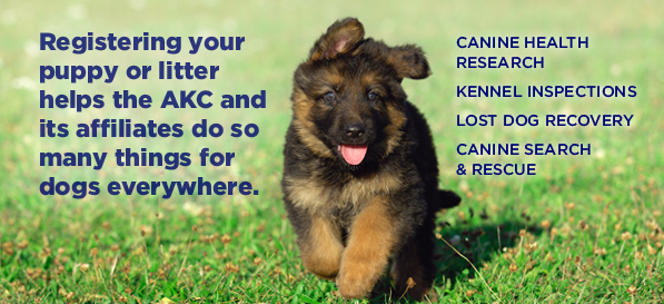 AKC Dog and Litter Registration
