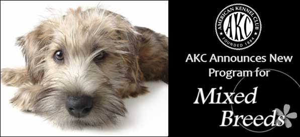AKC Announces New Program for Mixed Breeds