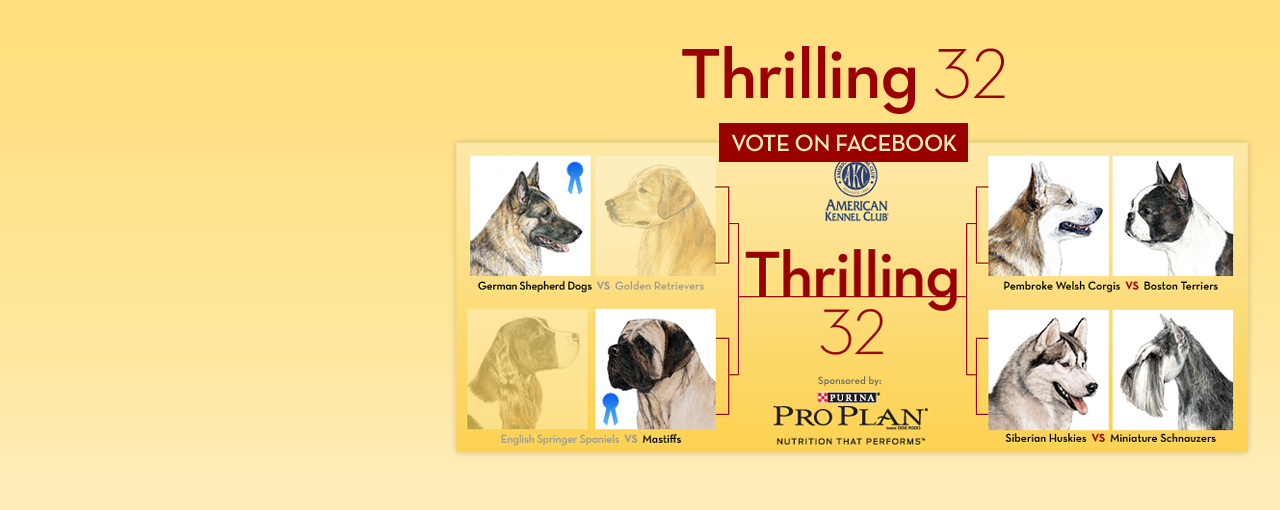 American Kennel Club
