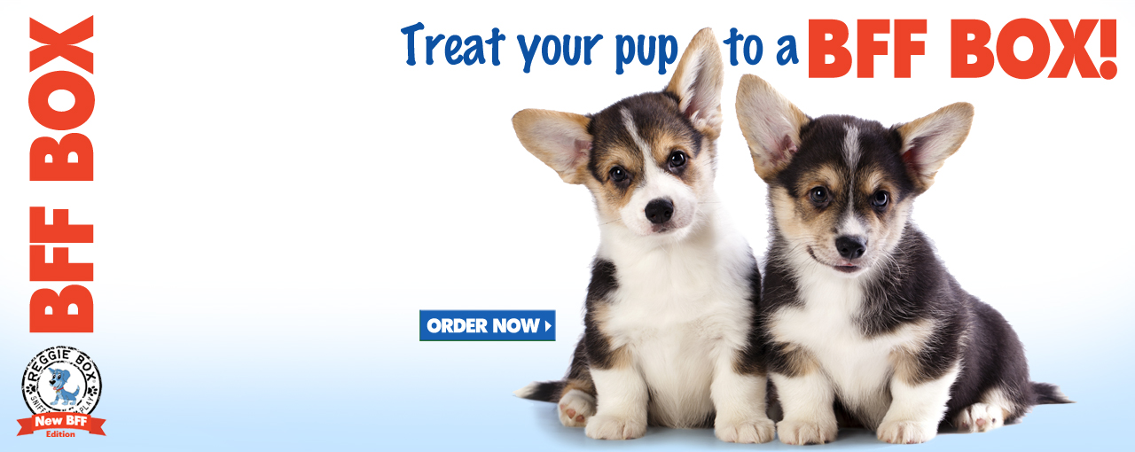 American Kennel Club The Dog’s Champion American Kennel Club