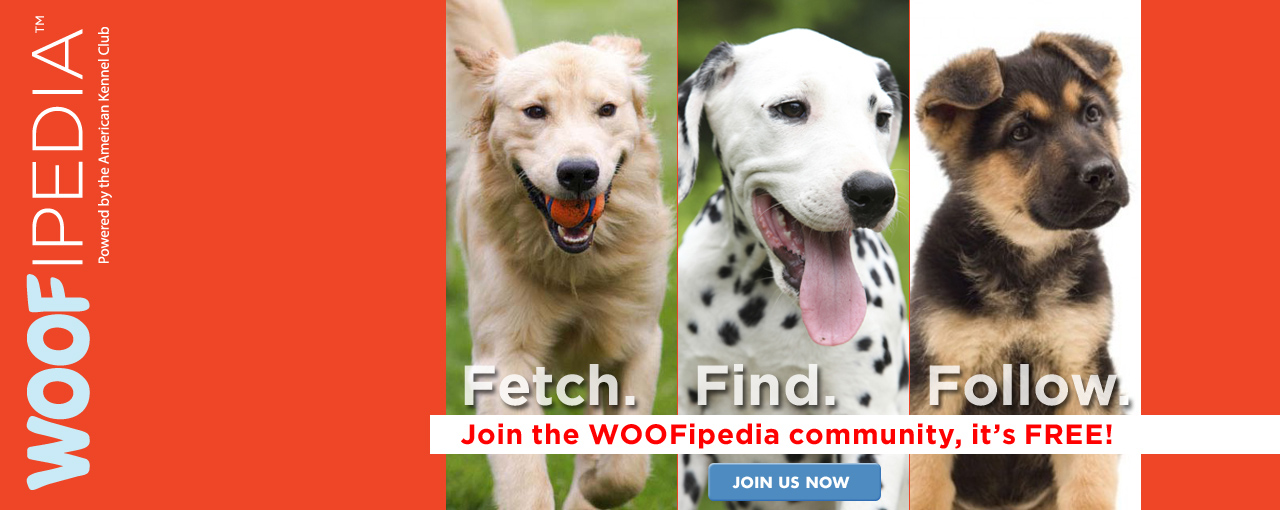 American Kennel Club The Dog’s Champion American Kennel Club