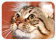 American Curl Longhair