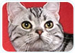 American Shorthair