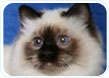 Birman