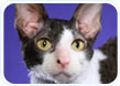 Cornish Rex