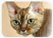 Devon Rex