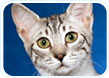 Egyptian Mau