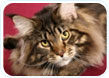 Maine Coon