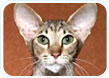 Oriental Shorthair
