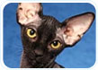 Peterbald