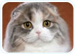 Scottish Fold Longhair