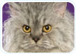 Selkirk Rex Longhair