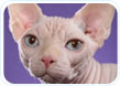 Sphynx