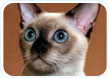 Tonkinese