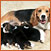 Breeder Referral