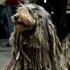 View the Columbus Day Parade Slideshow