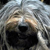 View the Columbus Day Parade Slideshow