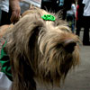 View the Columbus Day Parade Slideshow