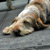 View the Columbus Day Parade Slideshow